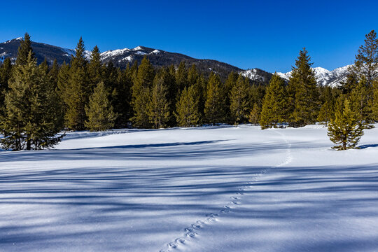 Animal tracks across pristine snow on sunny day