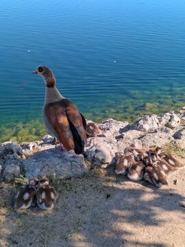 Familia de gansos del Nilo, con un adulto vigilante y polluelos mullidos reposando en el suelo, en la orilla pedregosa y con hierba de un estanque en Madrid, Espa&ntilde;a
