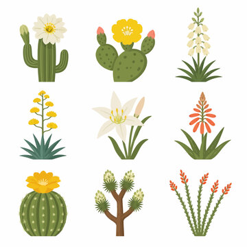 Collection of flat vector illustrations featuring blooming desert plants: saguaro, prickly pear, yucca, agave, lily, aloe vera, barrel cactus, Joshua tree, and ocotillo on white.