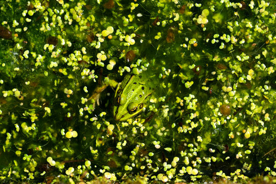 The Water frog (Pelophylax), with its protruding eyes, is perfectly camouflaged by its mottled green skin in a pond and spawning habitat covered with small green duckweed (Lemna minor) during the spri