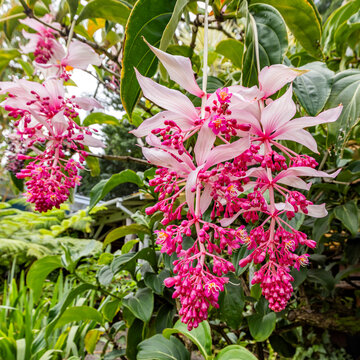 Tropical orchids growing in botanical garden