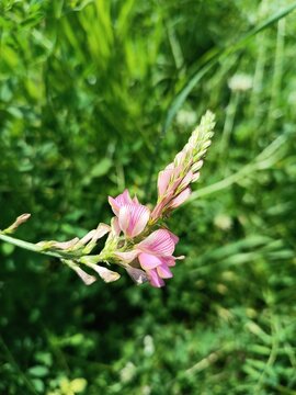 Pink sainfoin flower in a summer meadow