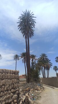 palm trees on the beach