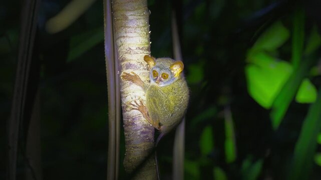 Siau Island Tarsier Tarsius Tumpara Critically Endangered Primate with Large Eyes Clinging to a Tree Branch in the Wild Tropical Rainforest Jungle of Indonesia Nocturnal Exotic Mammal Wildlife