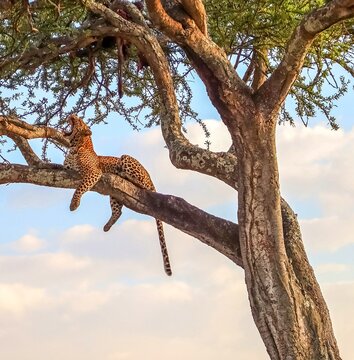 African leopard yawning in tree during safari