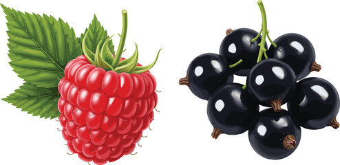 Fresh raspberry and blackcurrant berry collection isolated vector illustration for healthy organic food and natural nutrition design © Prodip
