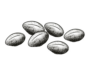 A hand-drawn pencil illustration of coffee beans. A monochrome sketch with a transparent background. © adomon