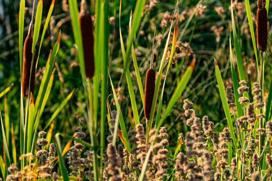 Close-up of cattails growing in marsh in Silver Creek Preserve
