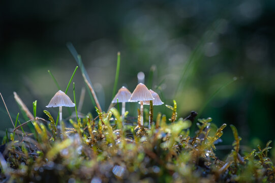 Delicate Miniature Mycena Mushrooms Grow on Mossy Forest Floor with Soft Bokeh Background