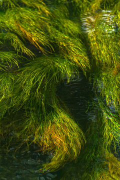 Water plants in Silver Creek