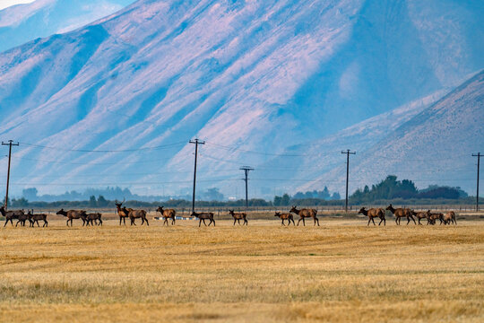 Herd of elk crosses pasture in Silver Creek Preserve