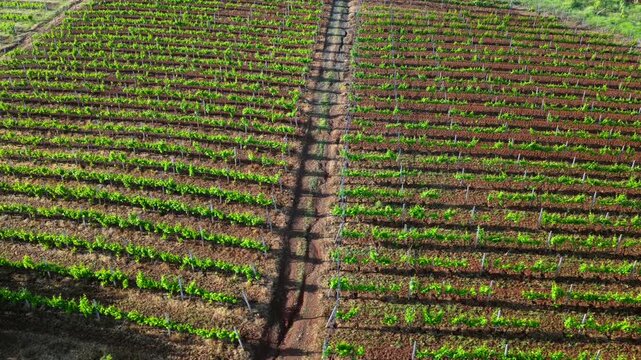 Aerial video of structured green grapevine rows and freshly tilled red soil in Bukmira village, Northern Albania.