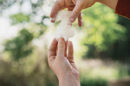 Poplar Fluff Allergy Symptoms During Spring Season Urban Air Pollution Sneezing Eyes Irritation. Close-up of  female hands holding poplar fluff. Seasonal allergies to flowering plants in spring summer