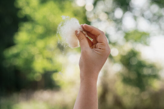 Poplar Fluff Allergy Symptoms During Spring Season Urban Air Pollution Sneezing Eyes Irritation. Close-up of  female hands holding poplar fluff. Seasonal allergies to flowering plants in spring summer