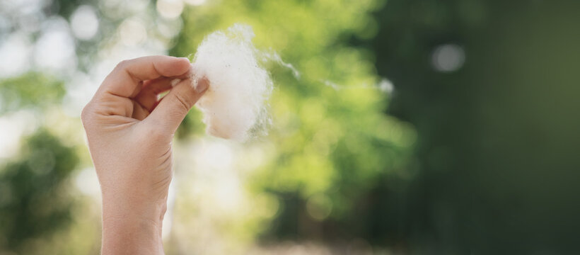 Poplar Fluff Allergy Symptoms During Spring Season Urban Air Pollution Sneezing Eyes Irritation. Close-up of  female hands holding poplar fluff. Seasonal allergies flowering plants  banner copy space