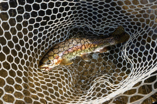 Wild trout in net before being released