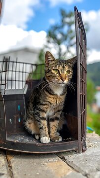 cat sitting in open pet carrier.