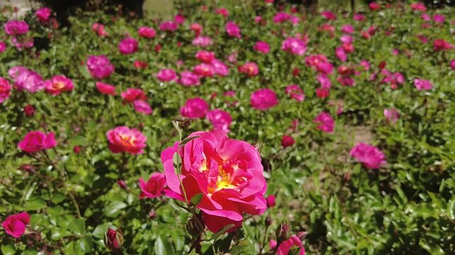 A bee collects pollen from blooming roses in a city park.