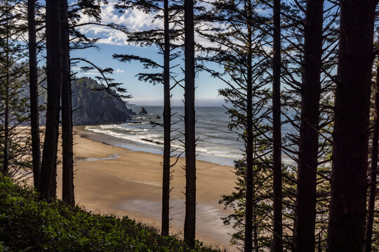View of empty beach through coastal forest