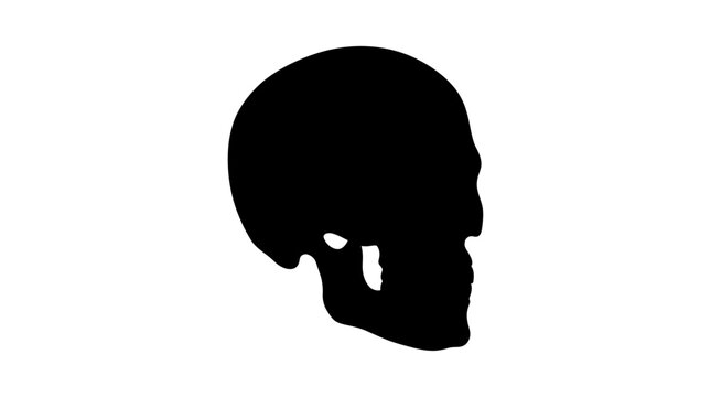 Human skull silhouette against a white background monochrome graphic