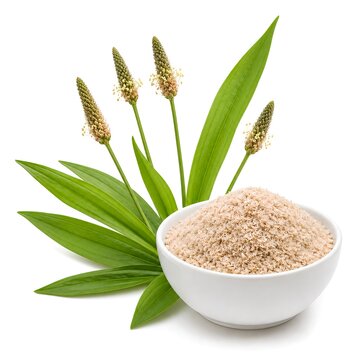 Plantain (Plantago ovata) seeds with fresh leaves and flowering spikes isolated on white background.