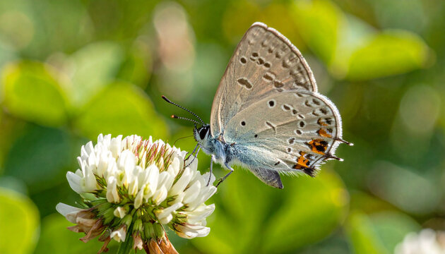 Butterfly on flower