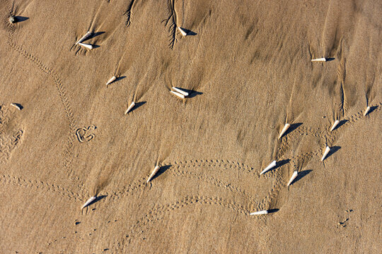 Overhead view of small sea shells on sand