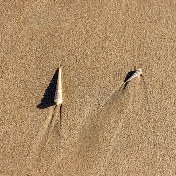 Overhead view of small sea shells on sand