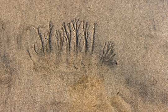 Abstract patterns on beach sand