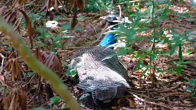Beautiful male peacock bird with patterned feathers resting in forest undergrowth during wildlife safari in Wilpattu National Park, Sri Lanka