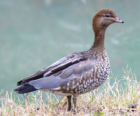 Australian Wood Duck or Maned Duck (Chenonetta jubata) © Andrew
