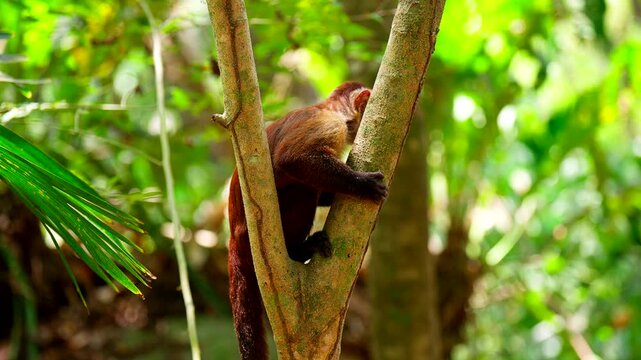 Close-up of capuchin monkey climbs down a thin tree branch in the lush tropical rainforest of Tayrona National Park, Colombia