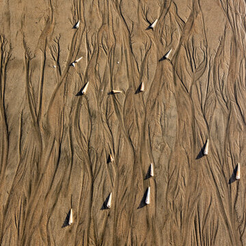 Abstract patterns and shells on beach sand