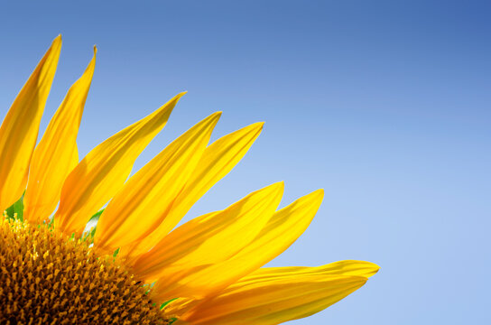 Close-up of sunflower against clear blue sky