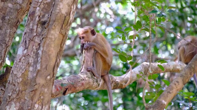 Wild macaque monkeys sitting in tree during wildlife safari in Wilpattu National Park in Sri Lanka