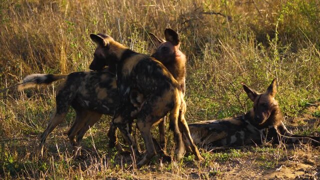 A pack of wild African painted dogs playfully jumping, sniffing, and interacting with each other in the dry grass of the bushveld.