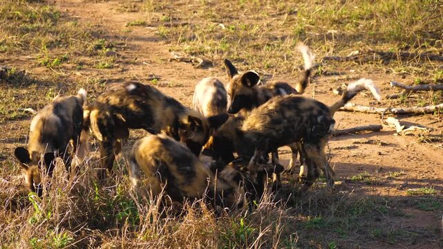 A pack of African wild dogs playing and sizing each other up.