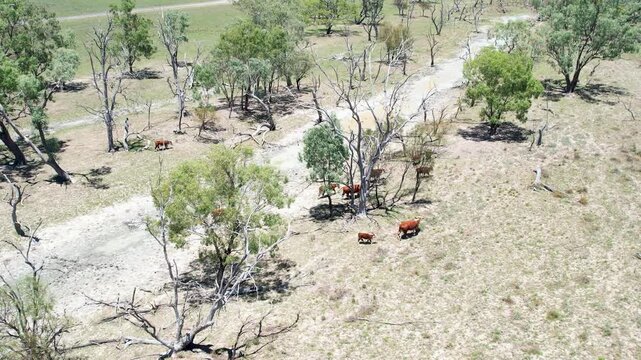 Aerial drone view of cows grazing across sparse rural pasture with scattered trees and dry ground showing livestock movement and agricultural activity in open countryside under clear sky