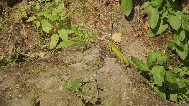 Two bright green lizards sunbathing on a warm mossy rock. Wild lacerta viridis reptiles in their natural habitat, herpetology wildlife study.