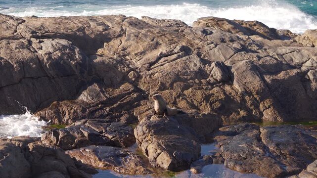 Australasian Fur Seal (Arctocephalus forsteri) Resting On Rocky Coastal Outcrop By Southern Ocean, Establishing shot