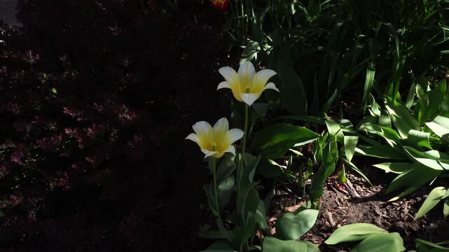 Two white and yellow tulips blooming in a garden with high contrast lighting between bright sunlight and deep shadows
