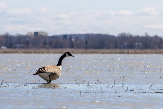 Quebec, Canada, 24 April 2026 : A Canada goose wades through shallow water in a flooded field under a cloudy sky.