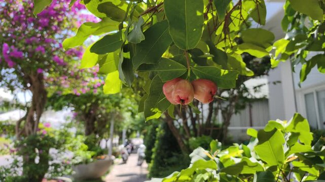 Urban greenery features branch with pink water apples hanging over sunny street. Lush leaves in urban greenery blend natural ecology with modern city path, creating fresh summer atmosphere.