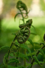 Fototapeta premium Fern fiddlehead in a soft green bokeh background, macro nature composition, vertical format