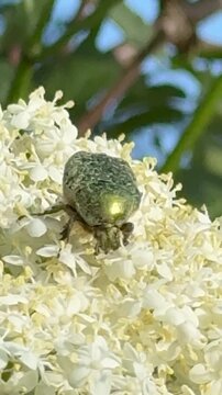Tiny Beetle on Elderflower Blossoms in Summer Nature - Close-up wildlife video showing a tiny beetle feeding on white elderflower blossoms (Sambucus nigra).