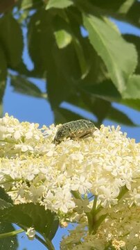 Macro Shot of Beetle Crawling Across Holunderbl&uuml;ten - Detailed macro footage of a small beetle crawling across fresh elder blossoms (Sambucus nigra).