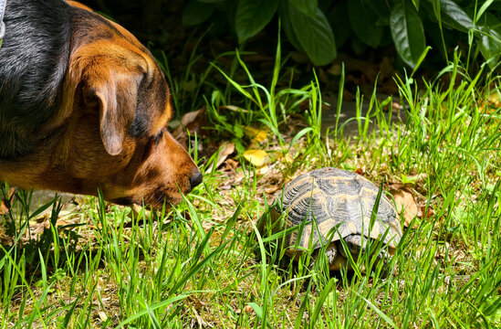 Dog and turtle meet in a garden with green grass on a sunny day in spring