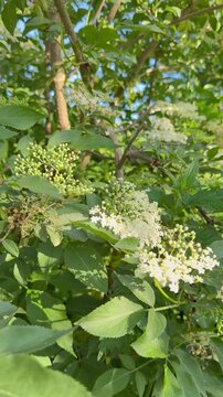 Closed Elderflower Buds in Natural Summer Light - Macro video of closed elderflower buds (Sambucus nigra) in soft summer light