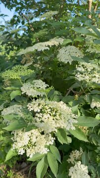 Blooming Elderflower Blossoms Moving Gently in Summer Wind - Close-up video of blooming elderflowers (Sambucus nigra) softly moving in the wind during summer.