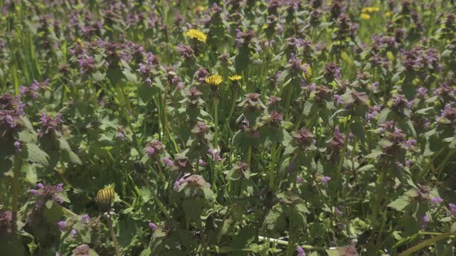 Panorama, close-up of dense thickets of flowering Purple Dead-nettle, Lamium purpureum and Dandelions, Taraxacum, slow motion